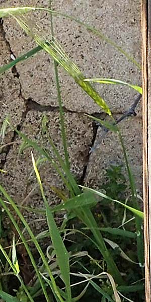 Hordeum spontaneum \ Wild-Gerste / Wild Barley, Rhodos/Rhodes Lindos 20.3.2023