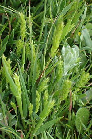 Rostraria cristata \ Echtes B�schelgras / Mediterranean Hair Grass, Rhodos/Rhodes Kamiros 22.3.2023