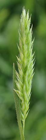 Rostraria cristata \ Echtes B�schelgras / Mediterranean Hair Grass, Rhodos/Rhodes Kamiros 22.3.2023