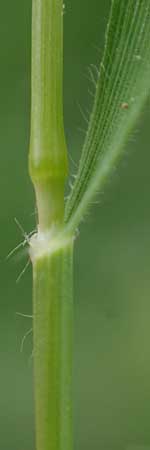 Rostraria cristata \ Echtes B�schelgras / Mediterranean Hair Grass, Rhodos/Rhodes Kamiros 22.3.2023