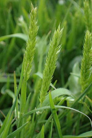 Rostraria cristata \ Echtes B�schelgras / Mediterranean Hair Grass, Rhodos/Rhodes Kamiros 22.3.2023
