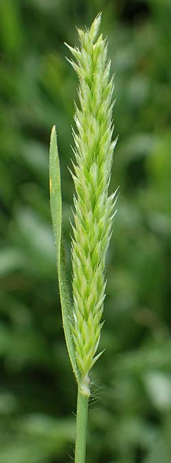 Rostraria cristata \ Echtes B�schelgras / Mediterranean Hair Grass, Rhodos/Rhodes Kamiros 22.3.2023