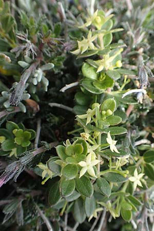 Rubia tenuifolia \ Schmalbl&auml;ttriger R�te / Narrow-Leaved Madder, Himalayan Madder, Rhodos/Rhodes Prasonisi 26.3.2019