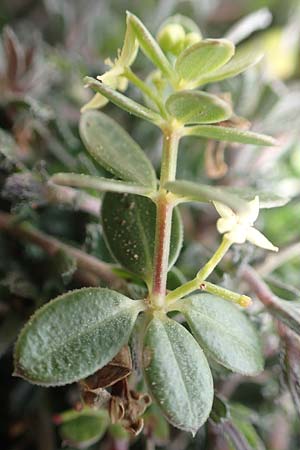Rubia tenuifolia \ Schmalbl&auml;ttriger R�te / Narrow-Leaved Madder, Himalayan Madder, Rhodos/Rhodes Prasonisi 26.3.2019