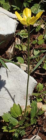 Ranunculus paludosus \ Kerbel-Hahnenfu�, T&uuml;mpel-Hahnenfu� / Fan-Leaved Buttercup, Jersey Buttercup, Rhodos/Rhodes Tsambika 30.3.2019