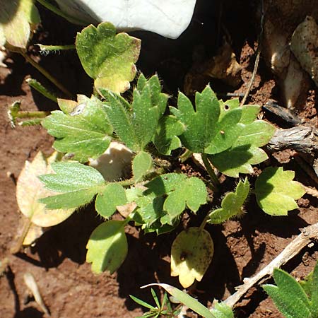Ranunculus paludosus \ Kerbel-Hahnenfu�, T&uuml;mpel-Hahnenfu� / Fan-Leaved Buttercup, Jersey Buttercup, Rhodos/Rhodes Tsambika 30.3.2019