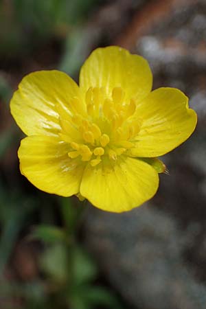 Ranunculus paludosus \ Kerbel-Hahnenfu�, T&uuml;mpel-Hahnenfu� / Fan-Leaved Buttercup, Jersey Buttercup, Rhodos/Rhodes Moni Artamiti 16.3.2023