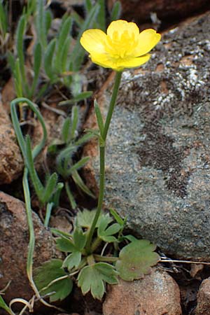 Ranunculus paludosus, Kerbel-Hahnenfu, Tümpel-Hahnenfu