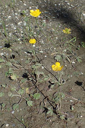Ranunculus paludosus \ Kerbel-Hahnenfu�, T&uuml;mpel-Hahnenfu� / Fan-Leaved Buttercup, Jersey Buttercup, Rhodos/Rhodes Skoutouljaris - Schlucht / Gorge 19.3.2023