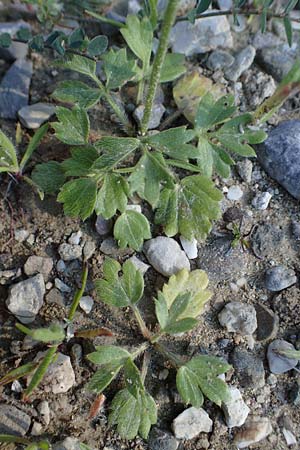 Ranunculus paludosus \ Kerbel-Hahnenfu�, T&uuml;mpel-Hahnenfu� / Fan-Leaved Buttercup, Jersey Buttercup, Rhodos/Rhodes Moni Kamiri 19.3.2023