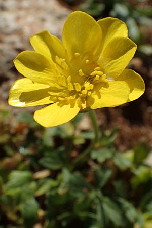Ranunculus paludosus \ Kerbel-Hahnenfu�, T&uuml;mpel-Hahnenfu� / Fan-Leaved Buttercup, Jersey Buttercup, Rhodos/Rhodes Lindos 20.3.2023