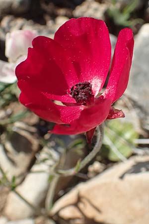 Ranunculus asiaticus var. sanguineus \ Asiatischer Hahnenfu� / Persian Buttercup, Turban Buttercup, Rhodos/Rhodes Prasonisi 26.3.2019
