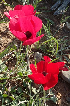 Ranunculus asiaticus var. sanguineus \ Asiatischer Hahnenfu� / Persian Buttercup, Turban Buttercup, Rhodos/Rhodes Prasonisi 26.3.2019