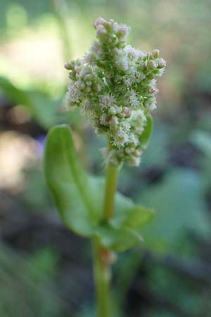 Rumex tuberosus subsp. creticus \ Kretischer Sauer-Ampfer / Cretan Dock, Tuberous-Rooted Dock, Rhodos/Rhodes Profitis Ilias 25.3.2019