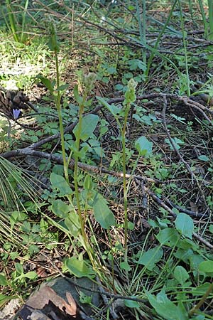 Rumex tuberosus subsp. creticus \ Kretischer Sauer-Ampfer / Cretan Dock, Tuberous-Rooted Dock, Rhodos/Rhodes Profitis Ilias 25.3.2019