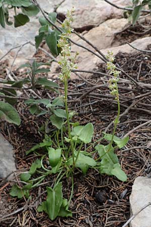 Rumex tuberosus subsp. creticus \ Kretischer Sauer-Ampfer / Cretan Dock, Tuberous-Rooted Dock, Rhodos/Rhodes Akramitis 21.3.2023