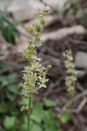 Rumex tuberosus subsp. creticus \ Kretischer Sauer-Ampfer / Cretan Dock, Tuberous-Rooted Dock, Rhodos/Rhodes Akramitis 21.3.2023