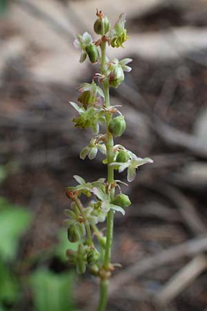 Rumex tuberosus subsp. creticus \ Kretischer Sauer-Ampfer / Cretan Dock, Tuberous-Rooted Dock, Rhodos/Rhodes Akramitis 21.3.2023