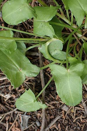 Rumex tuberosus subsp. creticus \ Kretischer Sauer-Ampfer / Cretan Dock, Tuberous-Rooted Dock, Rhodos/Rhodes Akramitis 21.3.2023