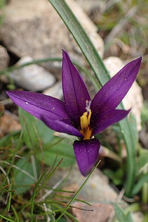 Romulea tempskyana \ Tempskys Scheinkrokus / Tempsky's Sand Crocus, Rhodos/Rhodes Attaviros 23.3.2023
