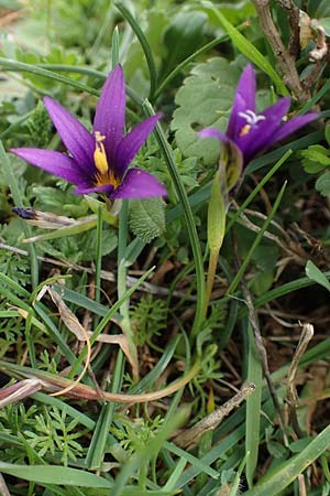 Romulea tempskyana \ Tempskys Scheinkrokus / Tempsky's Sand Crocus, Rhodos/Rhodes Attaviros 23.3.2023