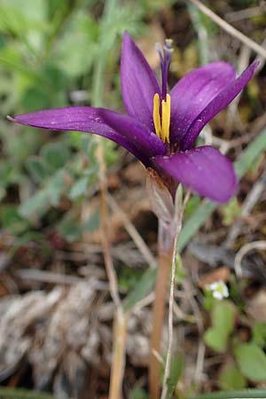 Romulea tempskyana \ Tempskys Scheinkrokus / Tempsky's Sand Crocus, Rhodos/Rhodes Attaviros 23.3.2023