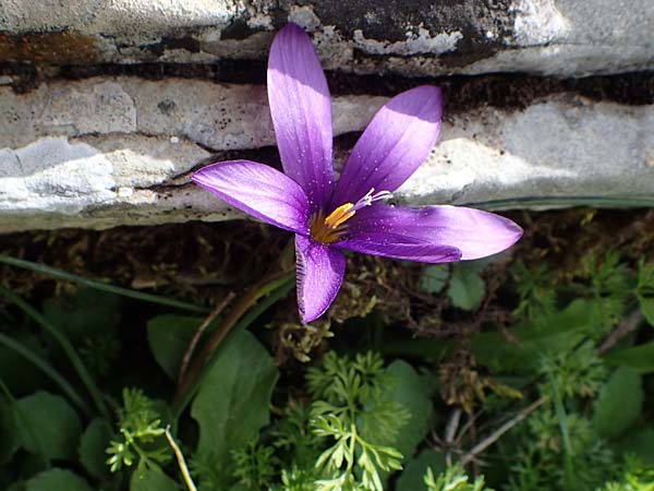 Romulea tempskyana \ Tempskys Scheinkrokus / Tempsky's Sand Crocus, Rhodos/Rhodes Attaviros 23.3.2023