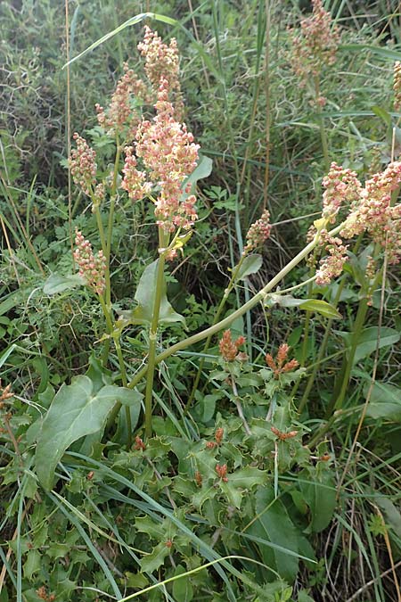 Rumex tuberosus subsp. creticus \ Kretischer Sauer-Ampfer / Cretan Dock, Tuberous-Rooted Dock, Rhodos/Rhodes Embona 31.3.2019
