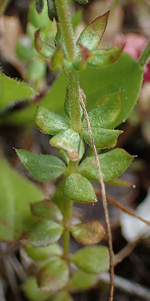 Sherardia arvensis \ Ackerrte / Field Madder, Rhodos Moni Artamiti 16.3.2023
