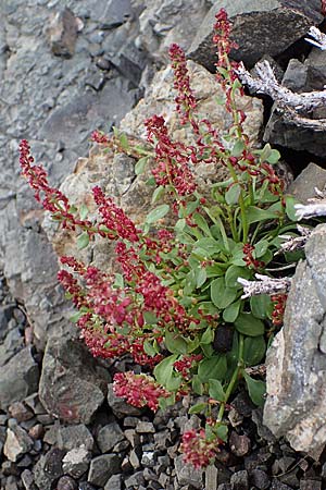 Rumex bucephalophorus, Stierkopf-Ampfer
