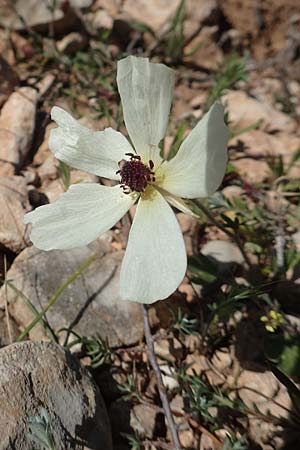 Ranunculus asiaticus var. albus \ Asiatischer Hahnenfu� / Persian Buttercup, Turban Buttercup, Rhodos/Rhodes Prasonisi 26.3.2019