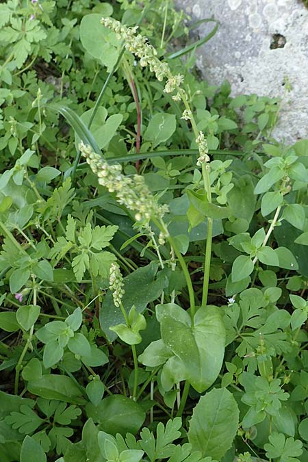 Rumex tuberosus subsp. creticus \ Kretischer Sauer-Ampfer / Cretan Dock, Tuberous-Rooted Dock, Rhodos/Rhodes Profitis Ilias 2.4.2019