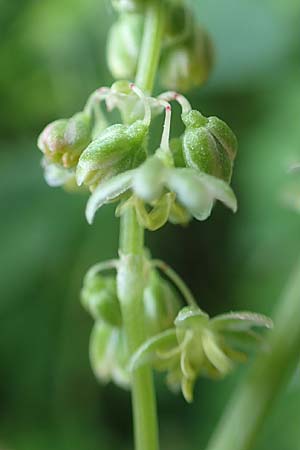 Rumex tuberosus subsp. creticus \ Kretischer Sauer-Ampfer / Cretan Dock, Tuberous-Rooted Dock, Rhodos/Rhodes Profitis Ilias 2.4.2019