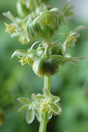 Rumex tuberosus subsp. creticus \ Kretischer Sauer-Ampfer / Cretan Dock, Tuberous-Rooted Dock, Rhodos/Rhodes Profitis Ilias 2.4.2019