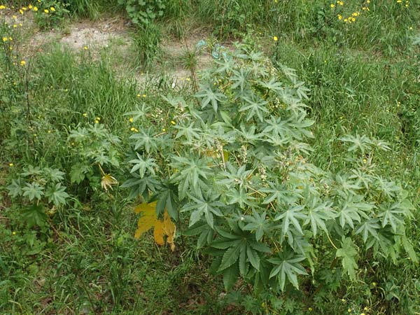 Ricinus communis \ Rizinus / Castor Oil-Plant, Rhodos City 28.3.2019