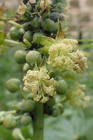 Ricinus communis \ Rizinus / Castor Oil-Plant, Rhodos City 28.3.2019