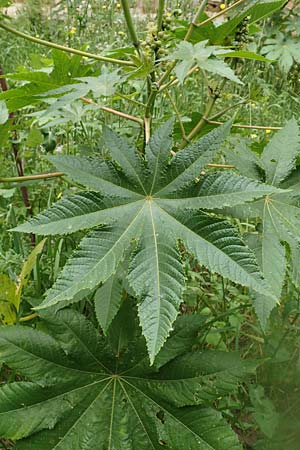 Ricinus communis \ Rizinus / Castor Oil-Plant, Rhodos City 28.3.2019