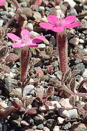 Silene salamandra \ Rhodisches Leimkraut / Rhodian Catchfly, Rhodos/Rhodes Laerma 24.3.2019