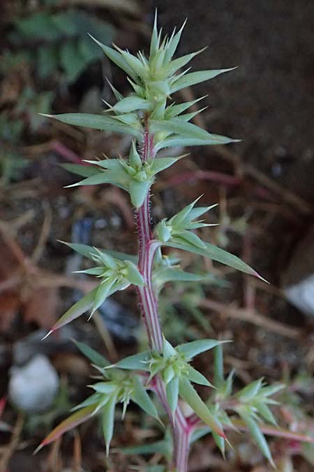 Salsola kali subsp. kali \ Kali-Salzkraut / Prickly Glasswort, Rhodos Stegna 17.3.2023