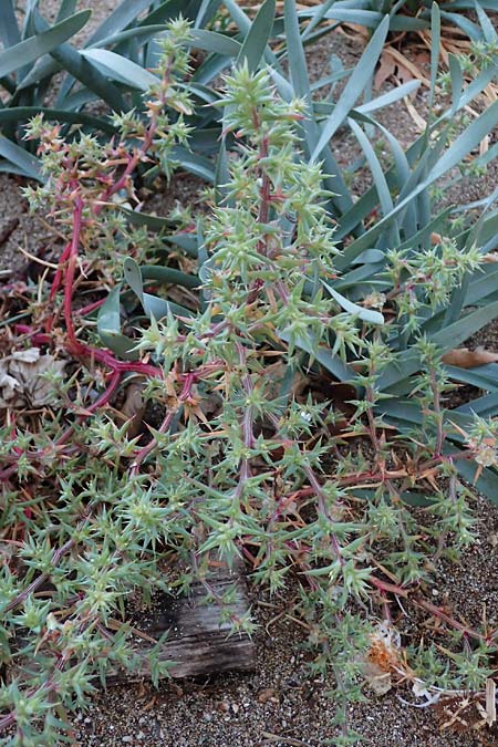 Salsola kali subsp. kali \ Kali-Salzkraut / Prickly Glasswort, Rhodos Stegna 17.3.2023
