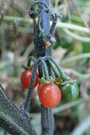 Solanum alatum \ Rotbeeriger Nachtschatten / Red Nightshade, Rhodos Koskinou 22.3.2023