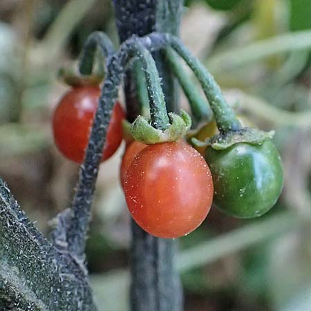 Solanum alatum \ Rotbeeriger Nachtschatten / Red Nightshade, Rhodos Koskinou 22.3.2023