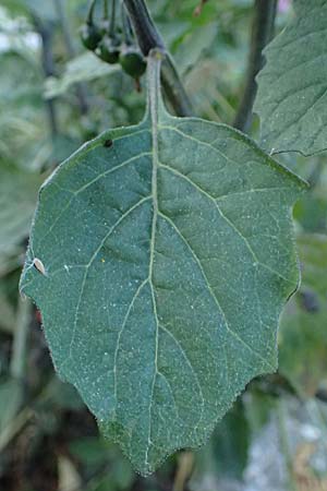 Solanum alatum \ Rotbeeriger Nachtschatten / Red Nightshade, Rhodos Koskinou 22.3.2023