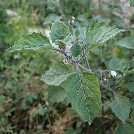 Solanum alatum \ Rotbeeriger Nachtschatten / Red Nightshade, Rhodos Koskinou 22.3.2023