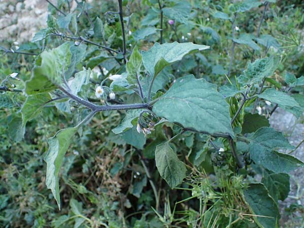 Solanum alatum \ Rotbeeriger Nachtschatten / Red Nightshade, Rhodos Koskinou 22.3.2023