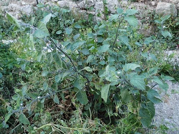 Solanum alatum \ Rotbeeriger Nachtschatten / Red Nightshade, Rhodos Koskinou 22.3.2023