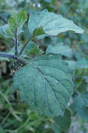 Solanum alatum \ Rotbeeriger Nachtschatten / Red Nightshade, Rhodos Koskinou 22.3.2023