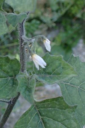Solanum alatum \ Rotbeeriger Nachtschatten / Red Nightshade, Rhodos Koskinou 22.3.2023