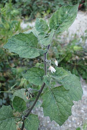 Solanum alatum \ Rotbeeriger Nachtschatten / Red Nightshade, Rhodos Koskinou 22.3.2023