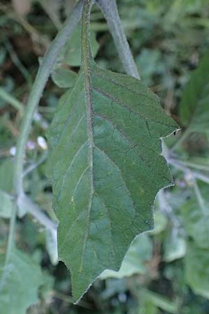 Solanum alatum \ Rotbeeriger Nachtschatten / Red Nightshade, Rhodos Koskinou 22.3.2023